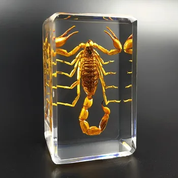 Настоящий натуральный образец насекомого, Янтарный кулон в виде жука-паука, скорпиона, прозрачные образцы морских животных из смолы, подарок для обучения насекомых